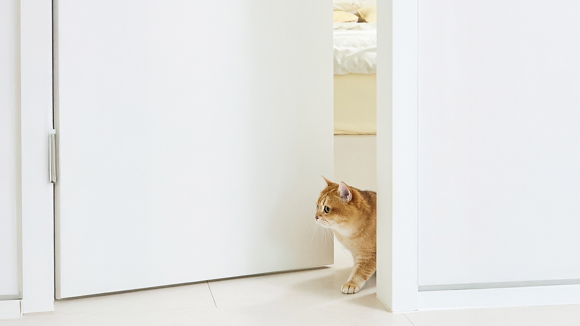 [반려동물] 문 열어주느라 잠 못 자셨죠? 멍냥이 자동문 Pet THRU